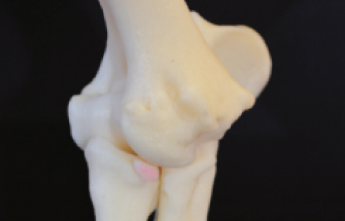 Création de modèles 3D d'os et de crâne pour la chirurgie de chiens et chats 