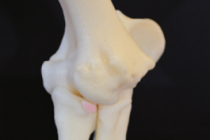 Création de modèles 3D d'os et de crâne pour la chirurgie de chiens et chats