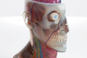 Des modèles médicaux de qualité supérieure imprimés en 3D