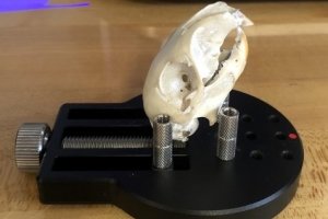 Artec Micro capture un crâne d'écureuil en 3D couleurs avec une précision submillimétrique en quelques minutes